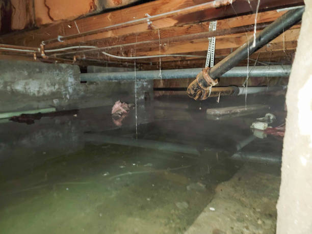 Best Carpet water damage restoration  in Midway, UT